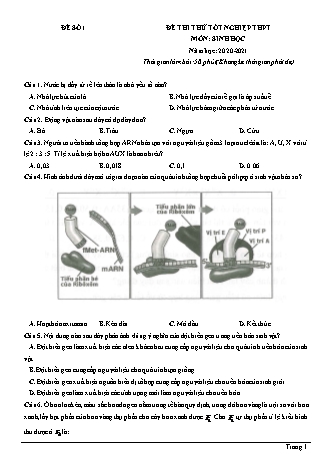 Đề thi thử Tốt nghiệp THPT môn Sinh học - Đề số 1 - Năm học 2020-2021 (Có lời giải chi tiết)