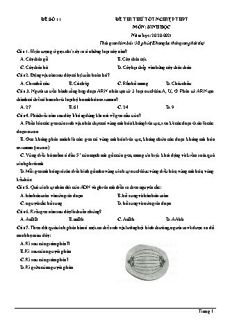 Đề thi thử Tốt nghiệp THPT môn Sinh học - Đề số 11 - Năm học 2020-2021 (Có lời giải chi tiết)